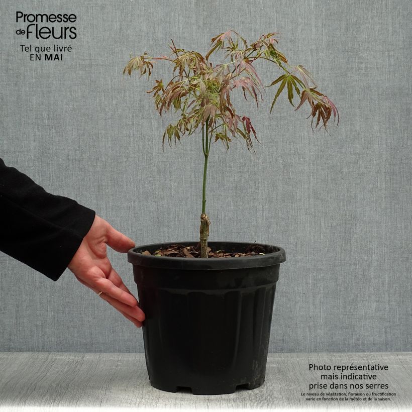 Exemplaar van Acer palmatum Manyo-No-Sato - Japanse esdoorn Pot van 4 l/5 l zoals geleverd in de lente