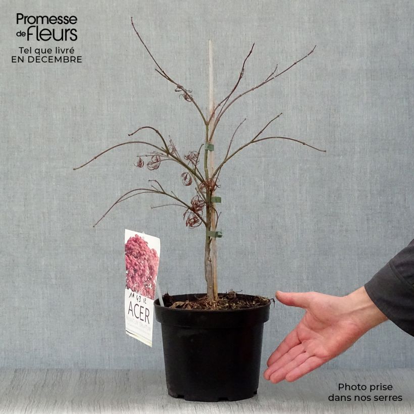 Example of Acer palmatum Orange Dream - Japanse esdoorn Pot van 3 l/4 l as you get in hiver