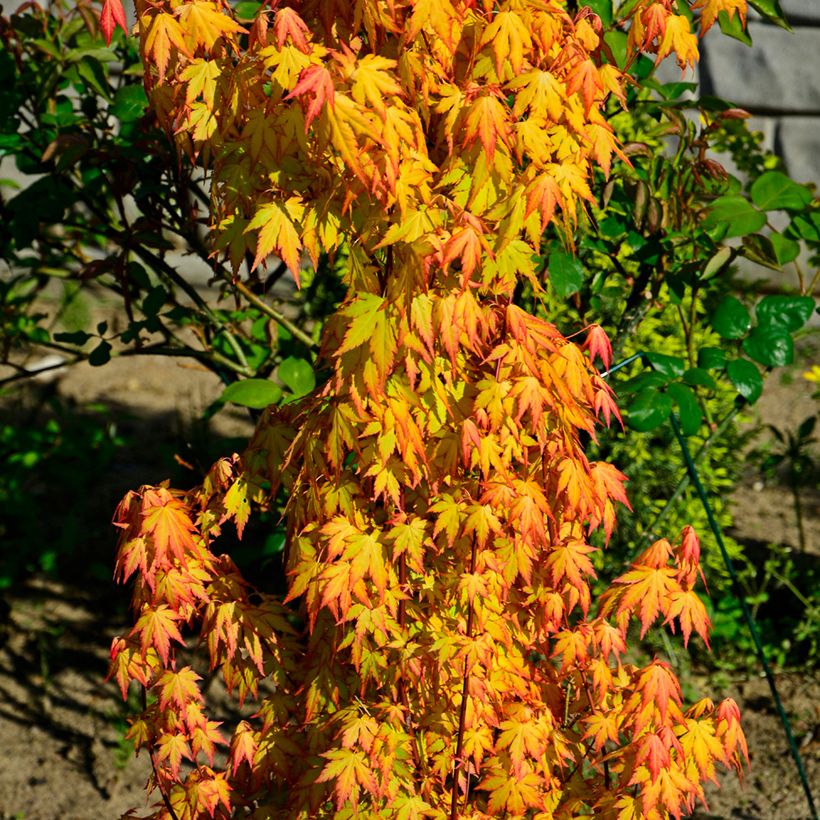 Acer palmatum Orange Dream - Japanse esdoorn (Groeiplaats)