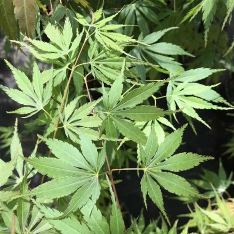 Acer palmatum Orange Flame - Japanse esdoorn (Blad)