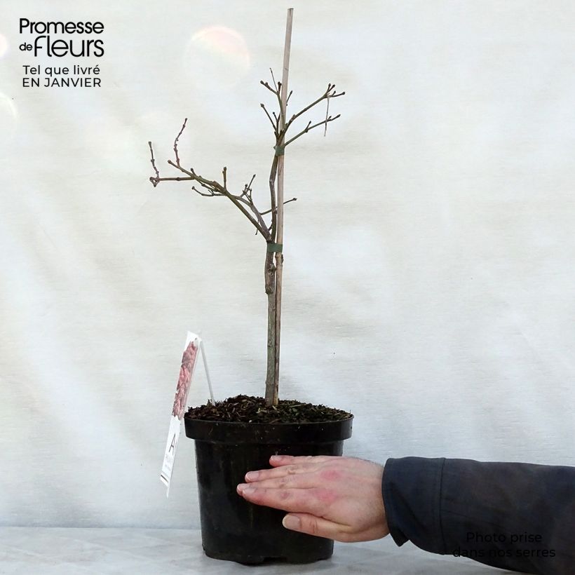 Example of Erable du Japon - Acer palmatum Ornatum Pot van 4 l/5 l as you get in hiver