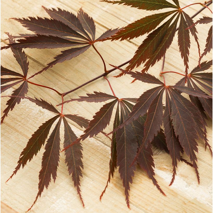 Acer palmatum Peve Dave - Japanse esdoorn (Blad)