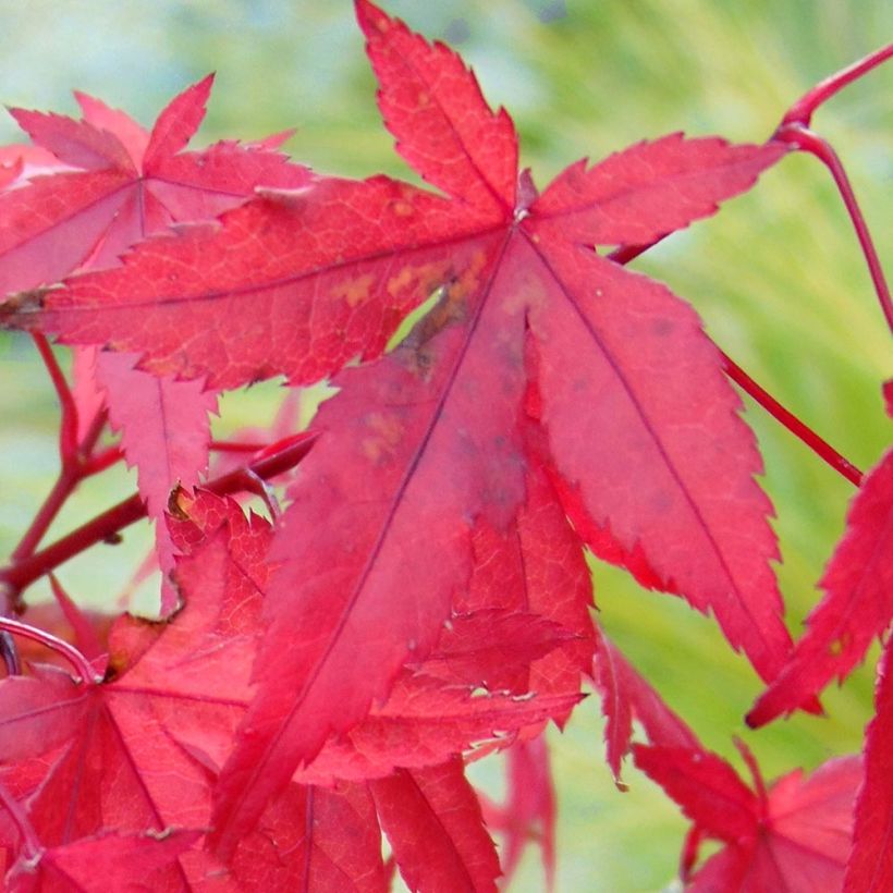 Acer palmatum Redwine - Japanse esdoorn (Foliage)