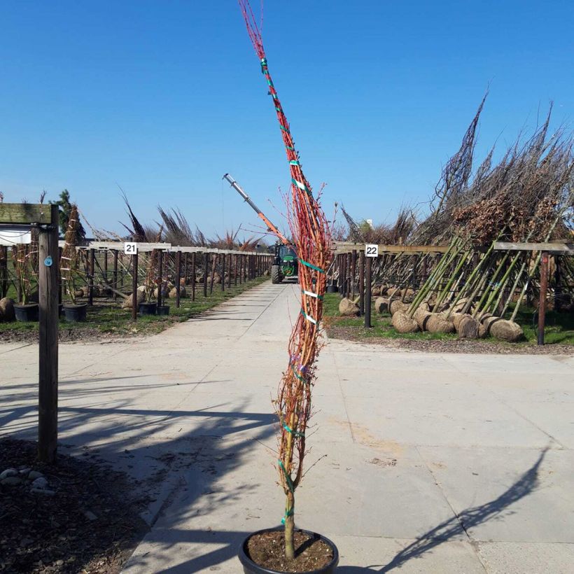 Example of Acer palmatum Sangokaku Senkaki - Japanse esdoorn Pot van 50 l/55 l as you get in printemps