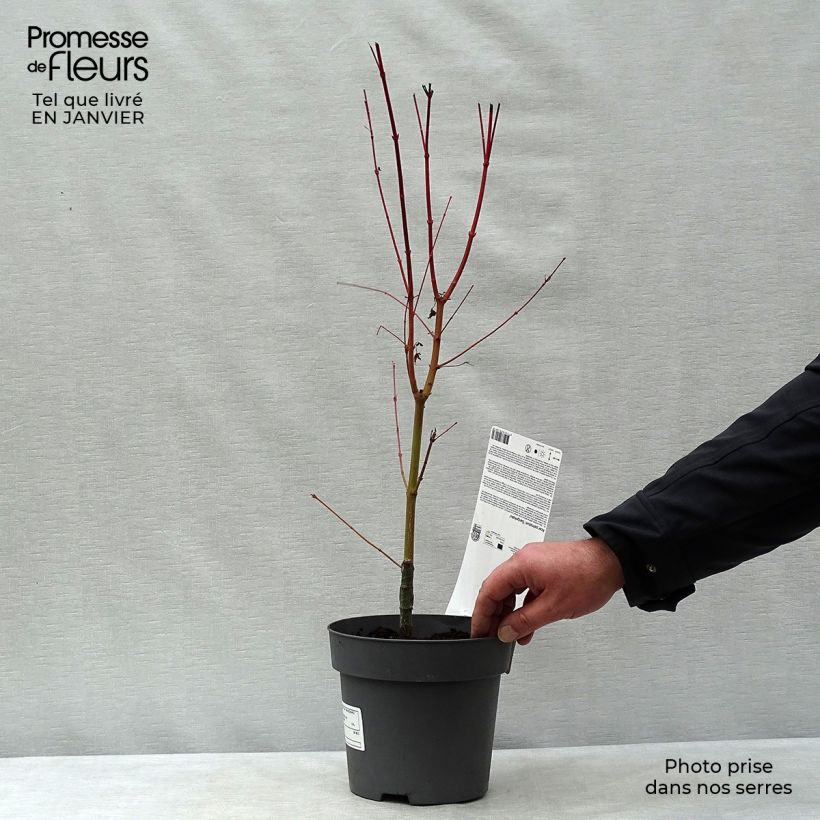 Example of Acer palmatum Sangokaku Senkaki - Japanse esdoorn Pot van 2 l/3 l as you get in hiver