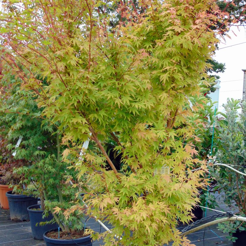 Acer palmatum Sangokaku Senkaki - Japanse esdoorn (Plant habit)