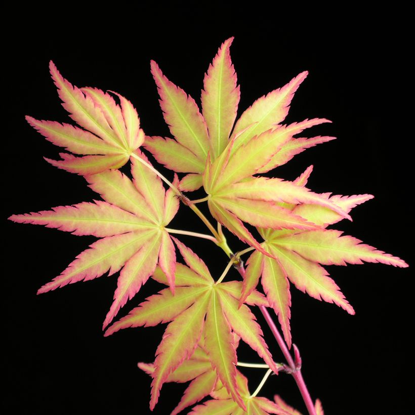 Acer palmatum Sangokaku Senkaki - Japanse esdoorn (Foliage)
