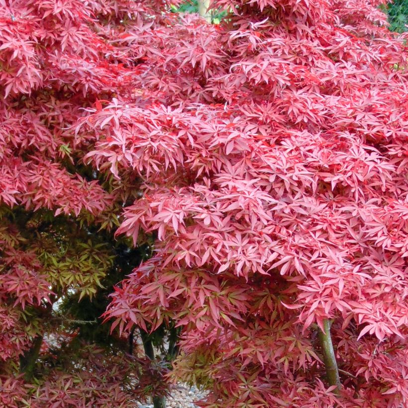 Acer palmatum Shaina - Japanse esdoorn (Foliage)