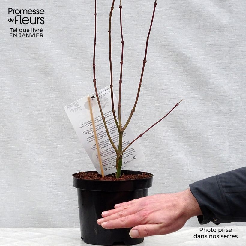 Example of Acer palmatum Shaina - Japanse esdoorn Pot van 3 l/4 l as you get in hiver