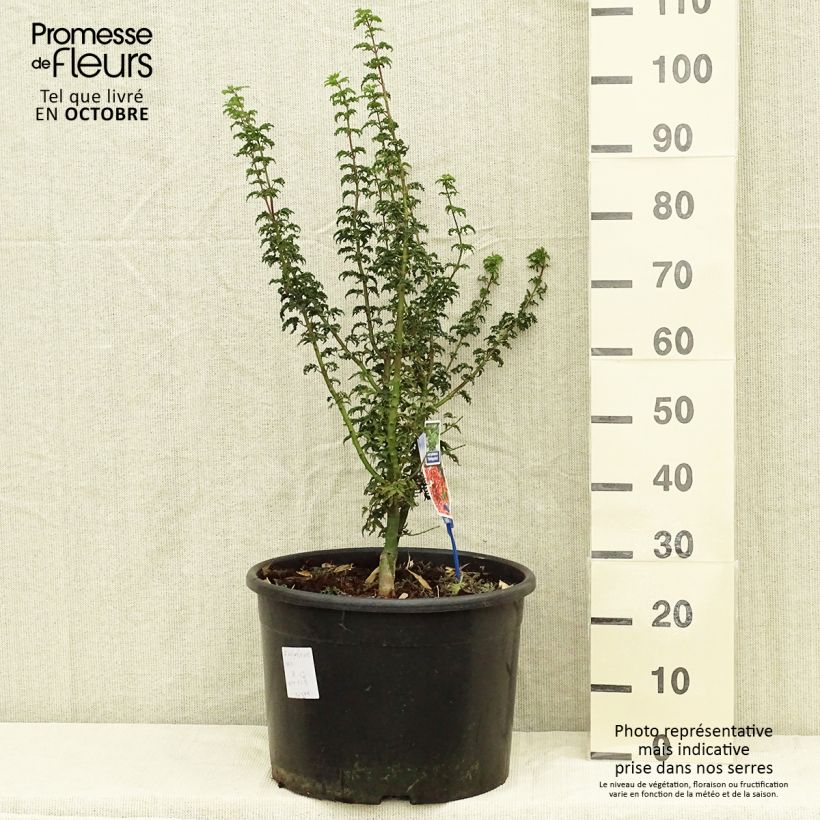 Exemplaar van Acer palmatum Shishigashira - Japanse esdoorn Pot van 18 l/20 l zoals geleverd in de herfst
