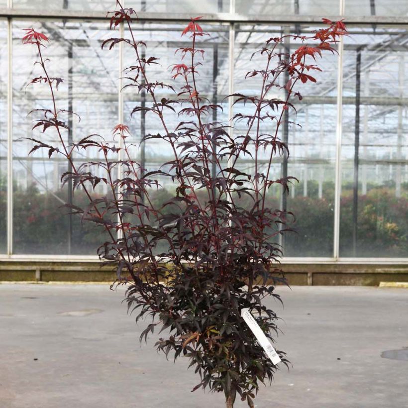 Acer palmatum Skeeters Broom - Japanse esdoorn (Plant habit)