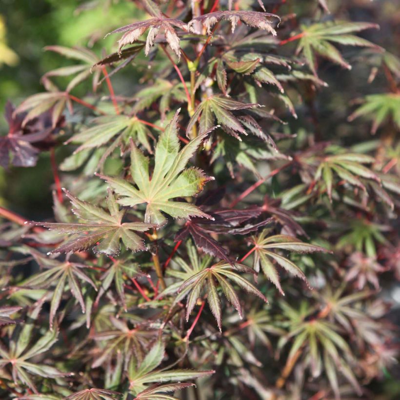 Acer palmatum Trompenburg - Japanse esdoorn (Blad)