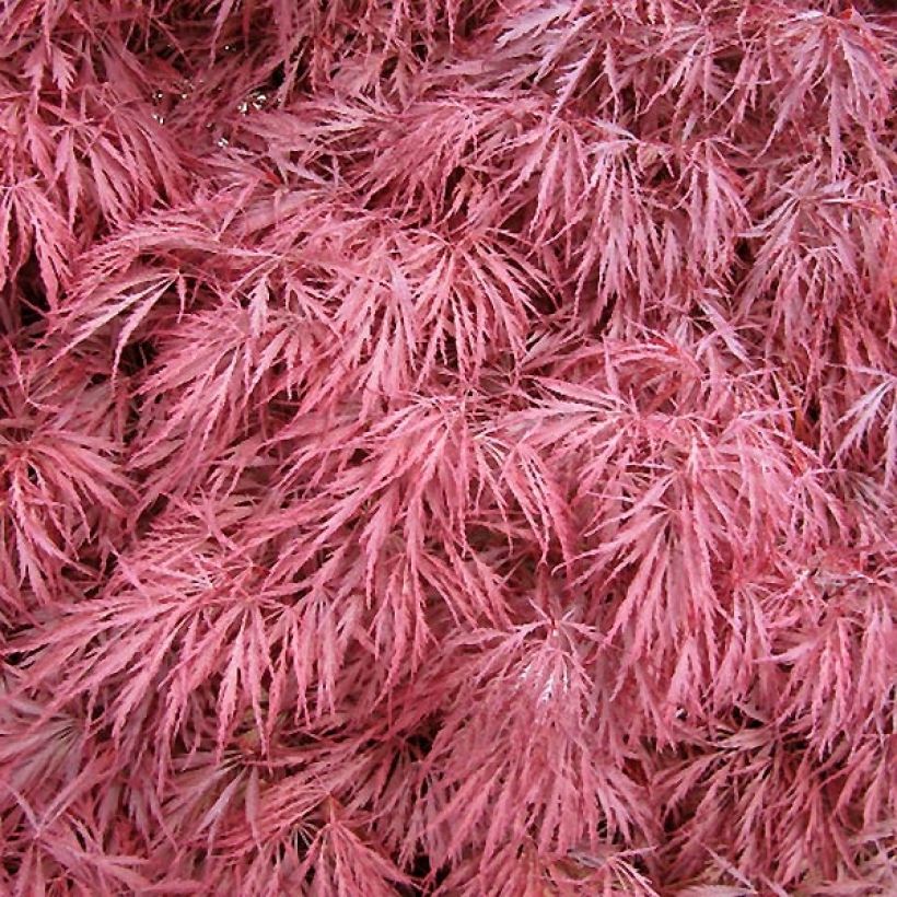 Acer palmatum Dissectum Atropurpureum - Japanse esdoorn (Foliage)