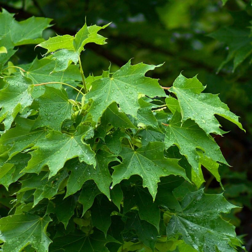 Acer platanoides - Noordse esdoorn (Foliage)