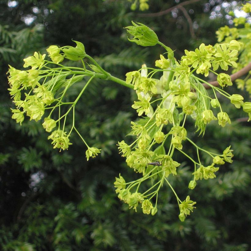 Acer platanoides - Noordse esdoorn (Flowering)