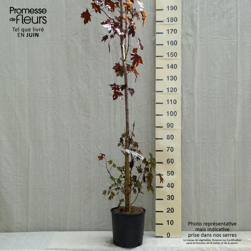 Exemplaar van Acer platanoides Crimson Sentry - Noorse esdoorn Pot van 12 l/15 l zoals geleverd in de lente