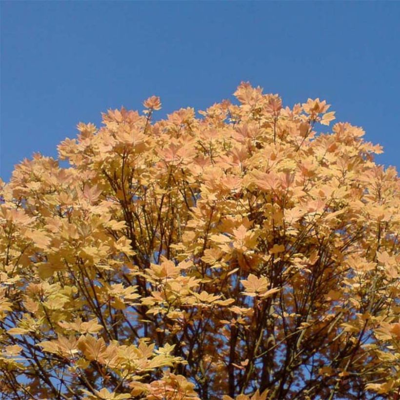 Acer pseudoplatanus Brilliantissimum - Bonte bolesdoorn (Plant habit)