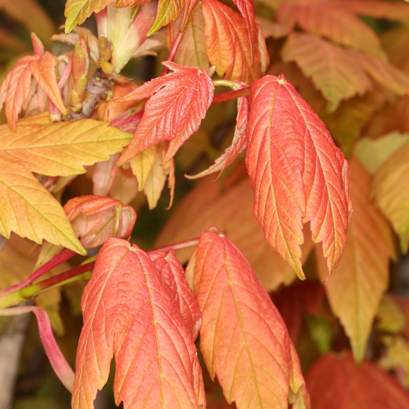 Acer pseudoplatanus Leats Cottage - Gewone esdoorn (Blad)