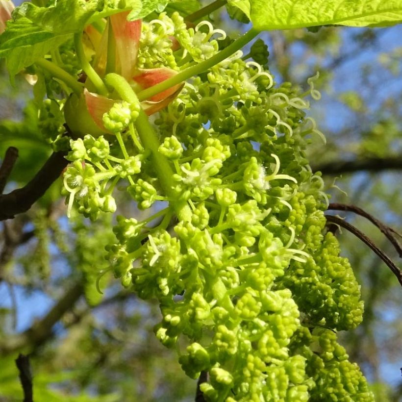 Acer pseudoplatanus Leopoldii - Bonte esdoorn (Flowering)