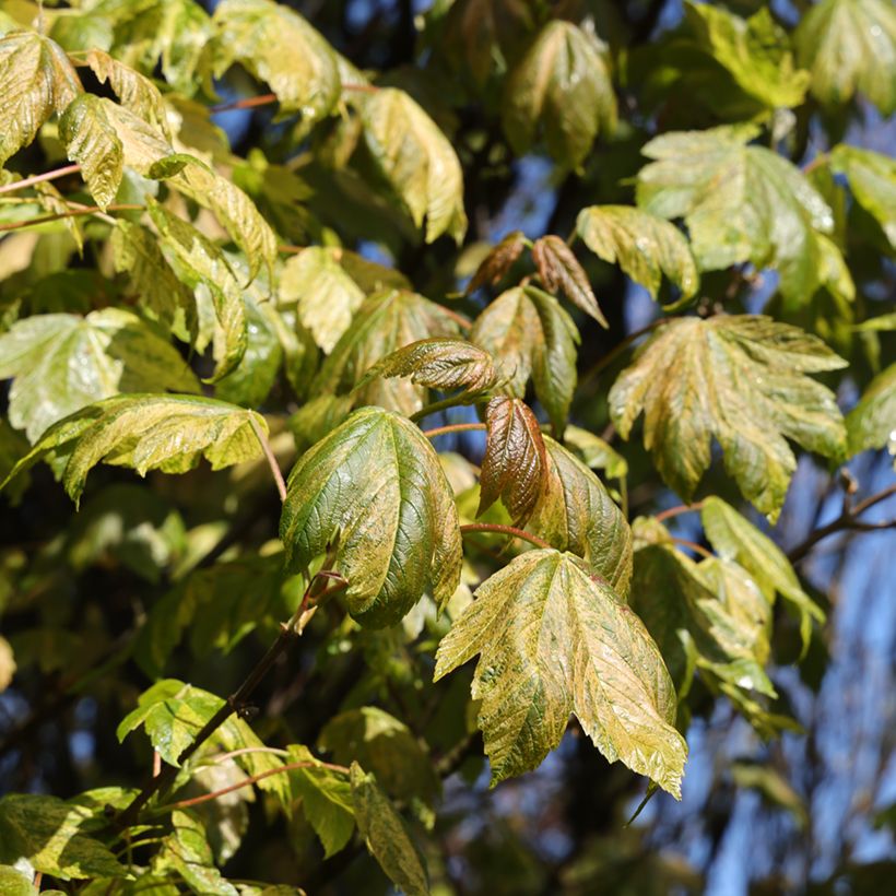Acer pseudoplatanus Prince Camille de Rohan - Gewone esdoorn (Blad)