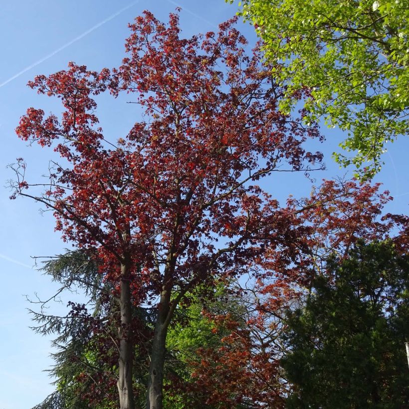 Acer platanoides Royal Red - Roodbladige Noorse esdoorn (Plant habit)