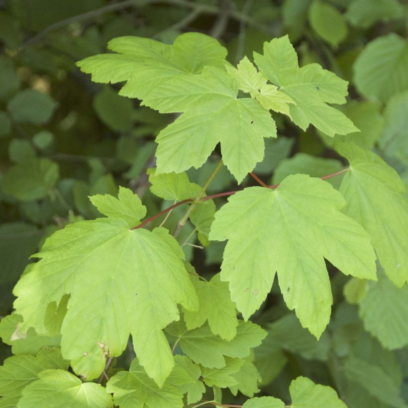 Acer pseudoplatanus - Gewone esdoorn (Foliage)