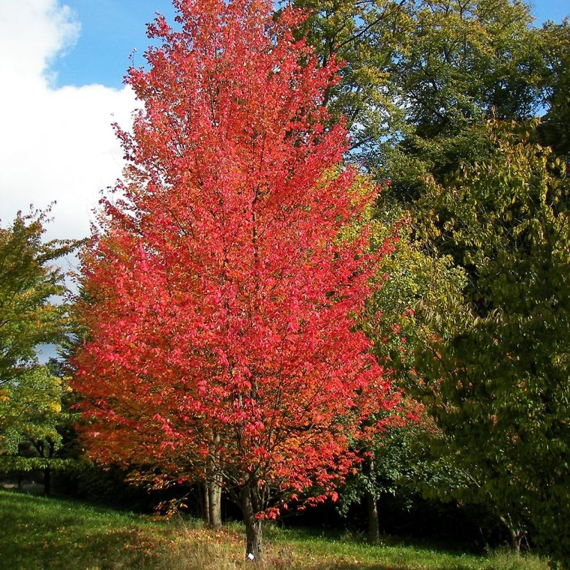 Acer rubrum Armstrong - Freemans esdoorn (Plant habit)
