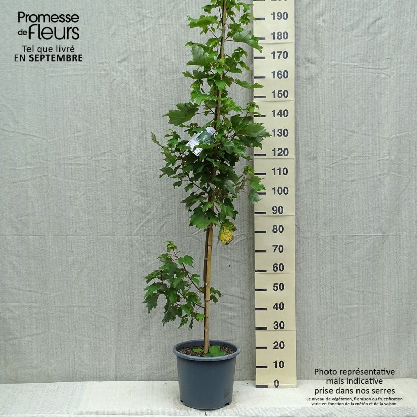 Exemplaar van Acer rubrum Armstrong - Freemans esdoorn Pot van 12 l/15 l, Kroonhoogte zoals geleverd in de herfst