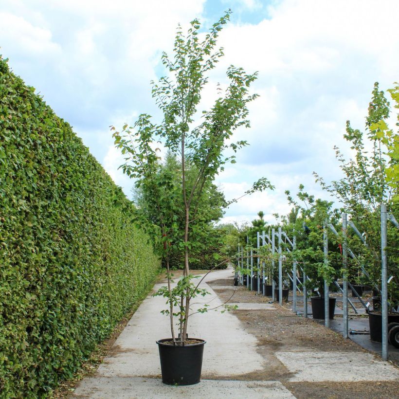 Example of Érable rouge - Acer rubrum1 Pot van 80 l/90 l as you get in printemps