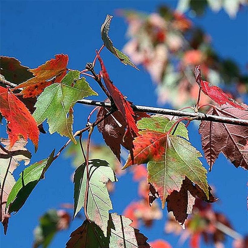 Acer rubrum Red Sunset - Rode esdoorn (Foliage)