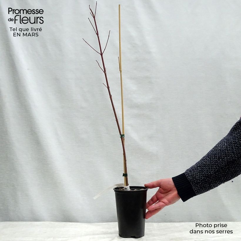 Example of Acer rubrum Redpointe - Rode esdoorn Pot van 1 l/1,5 l as you get in hiver