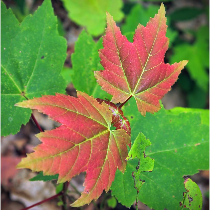 Acer rubrum Summer Red - Rode esdoorn (Foliage)