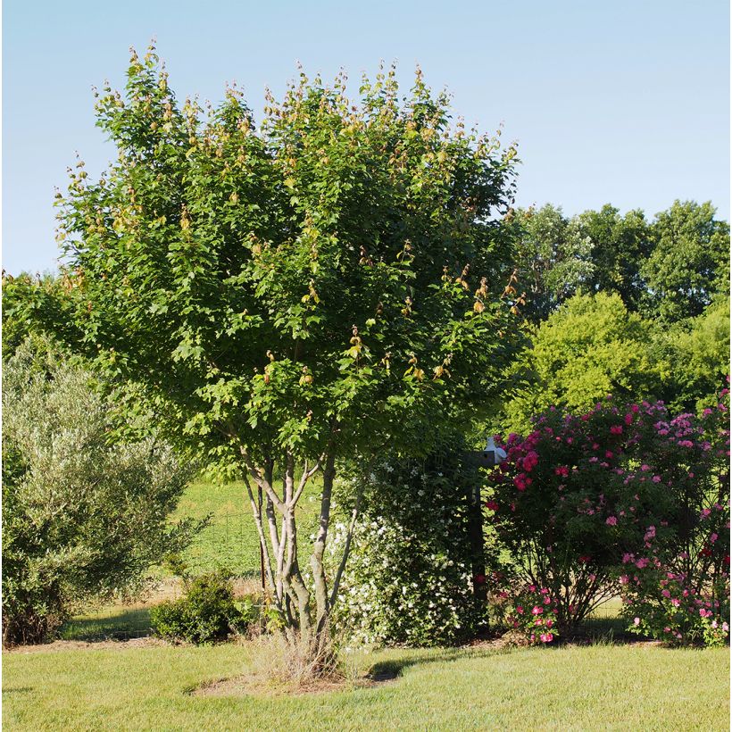 Acer rubrum Summer Red - Rode esdoorn (Plant habit)