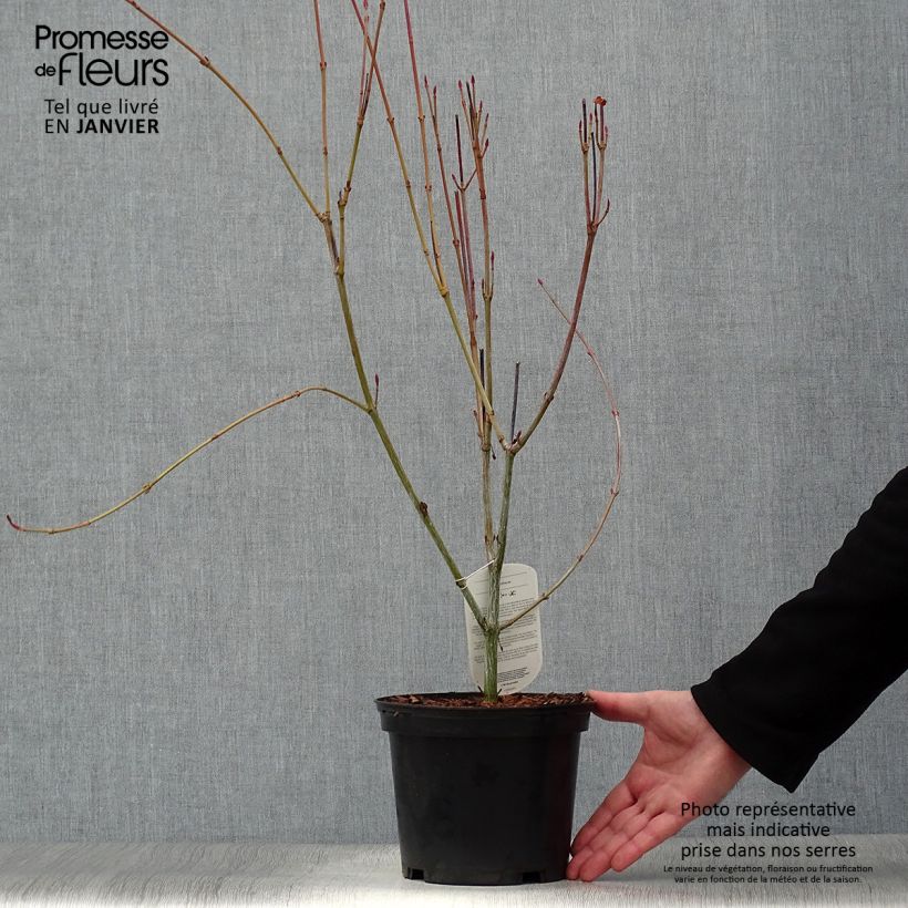 Example of Acer rufinerve - Erable à peau de serpent Pot van 4 l/5 l as you get in hiver