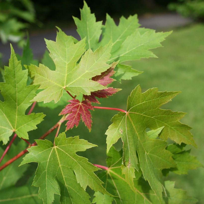 Acer saccharinum - Zilveresdoorn (Foliage)