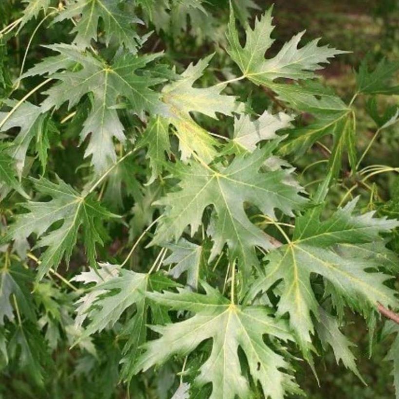 Acer saccharinum Pyramidale - Zilveresdoorn (Foliage)