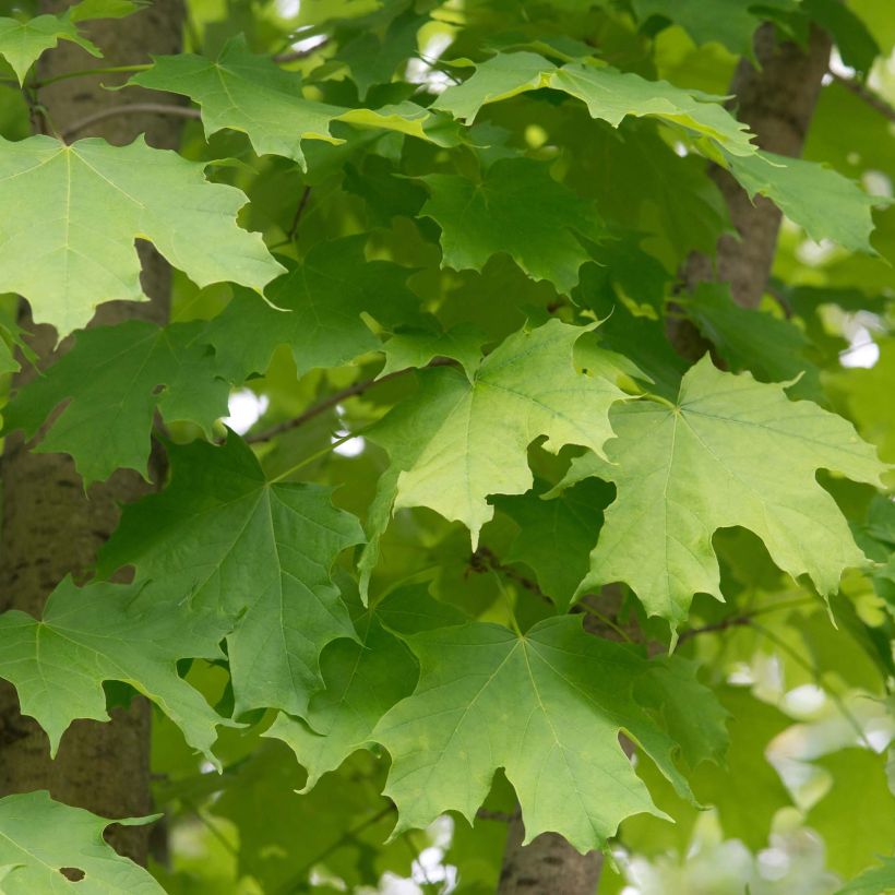 Acer saccharum - Suikeresdoorn (Foliage)