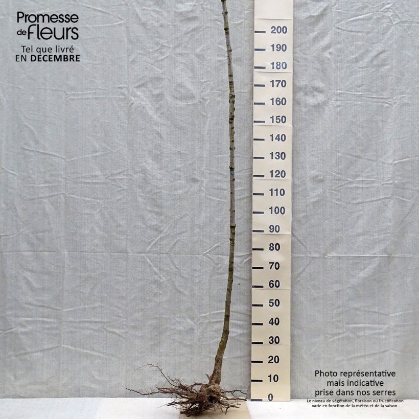 Example of Acer saccharum - Suikeresdoorn Naakte wortel as you get in hiver