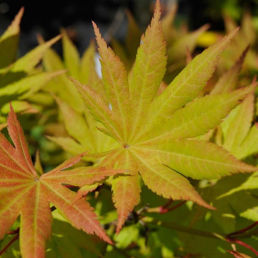 Acer shirasawanum Autumn Moon - Japanse esdoorn (Foliage)