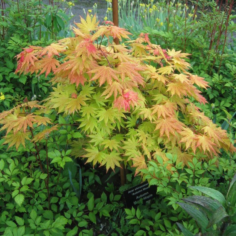 Acer shirasawanum Autumn Moon - Japanse esdoorn (Plant habit)