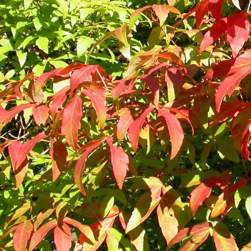 Acer triflorum - Driebloemige esdoorn (Foliage)