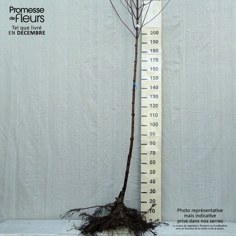 Example of Acer x freemanii Autumn Blaze - Erable de Freeman Naakte wortel as you get in hiver