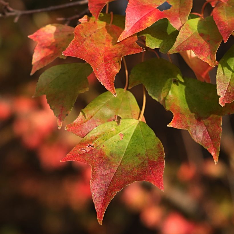Acer buergerianum (zaad) - Drietandesdoorn (Blad)
