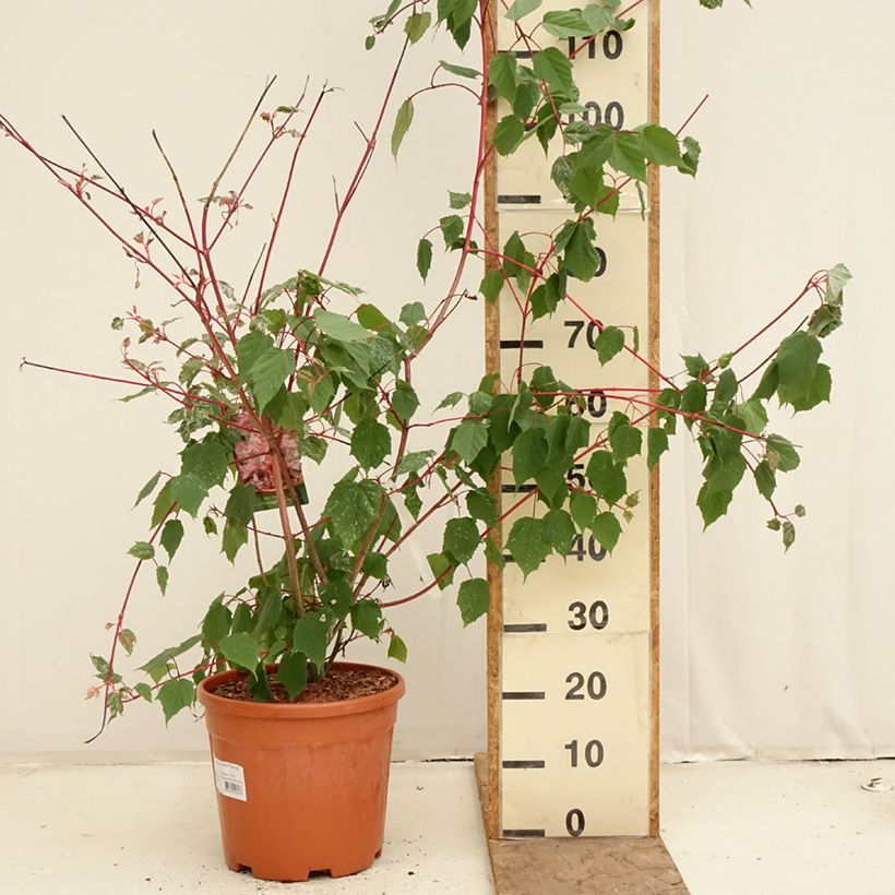 Exemplaar van Acer conspicuum Red Flamingo - Slangenhuidesdoorn Pot van 7,5 l/10 l zoals geleverd in de lente