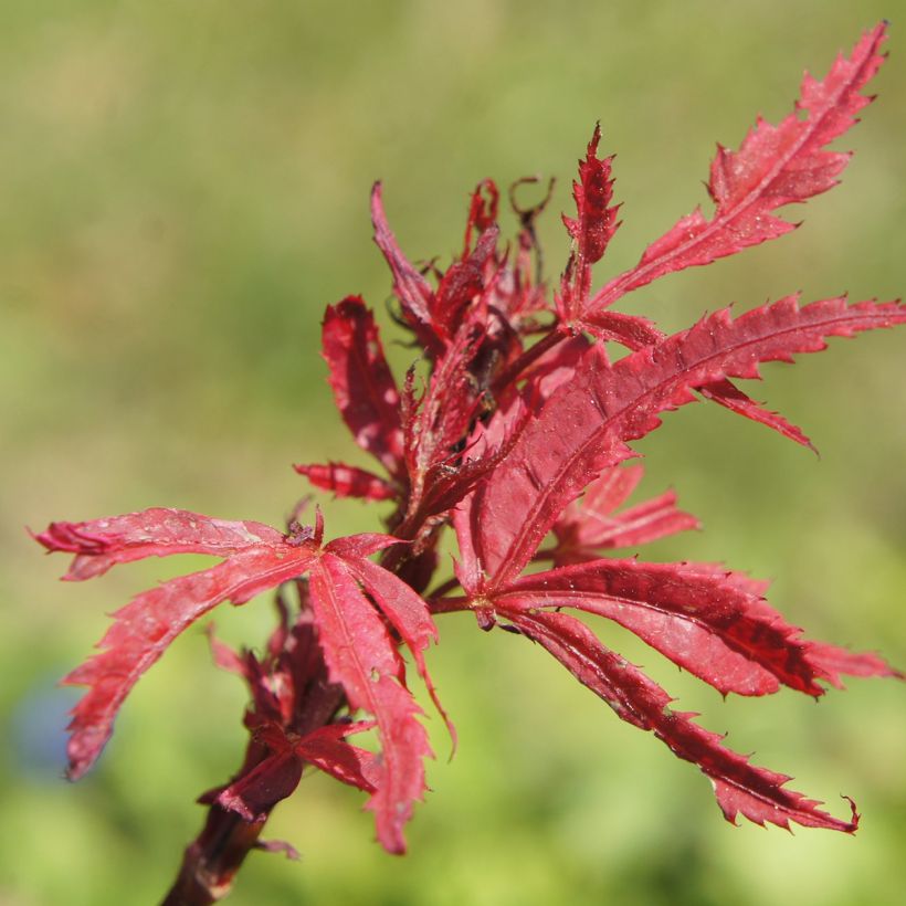 Acer palmatum SHIRAZZ - Japanse esdoorn (Blad)