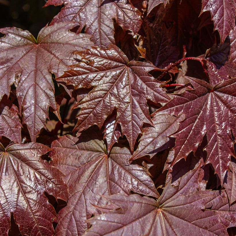 Acer platanoides Crimson Sentry - Noorse esdoorn (Blad)