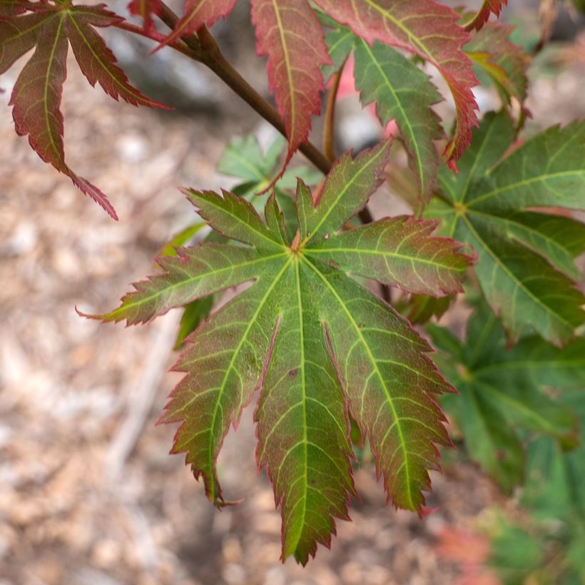 Acer x pseudosieboldianum North Wind - Koreaanse esdoorn (Foliage)