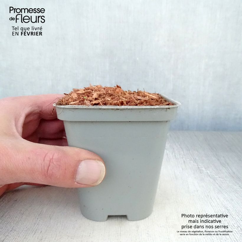 Example of Levisticum officinale - Lavas Kweekpotje van 8/9 cm as you get in hiver