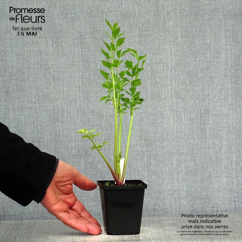 Exemplaar van Levisticum officinale - Lavas Kweekpotje van 8/9 cm zoals geleverd in de lente