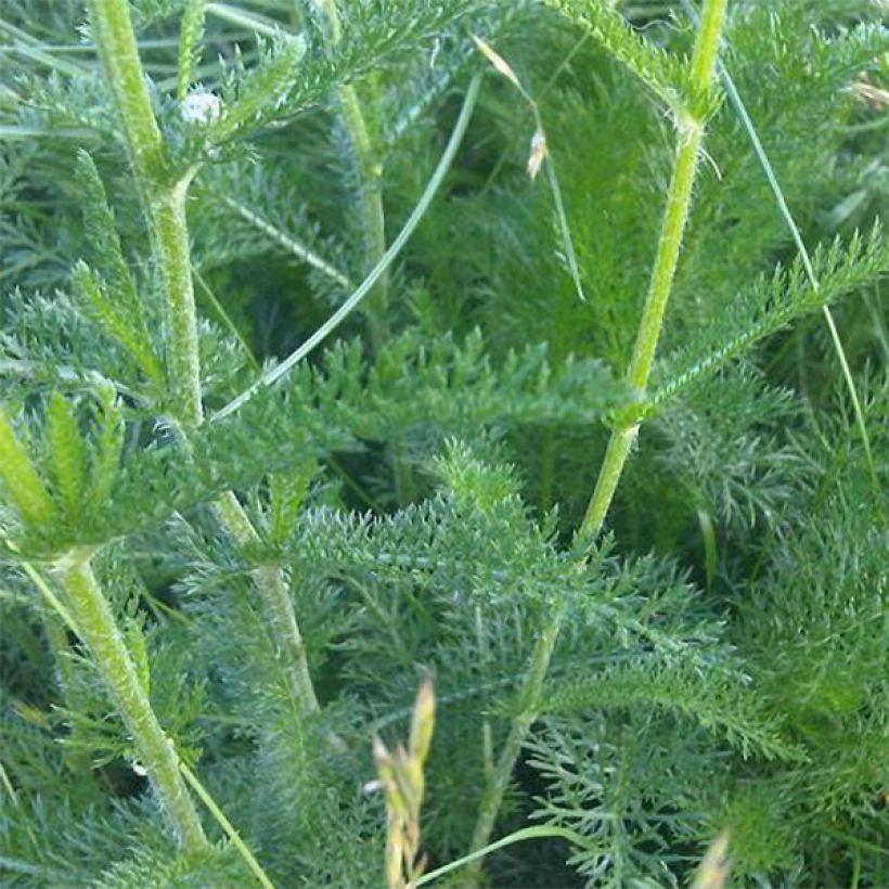 Achillea odorata - Wilde bertram (Foliage)
